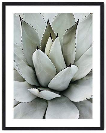 Din A4 Kunstdruck ohne Rahmen - Agave - Sukkulente - Kaktus - Makro Foto - Natur Pflanze -Druck Poster Bild