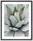 Din A4 Kunstdruck ohne Rahmen - Agave - Sukkulente - Kaktus - Makro Foto - Natur Pflanze -Druck Poster Bild