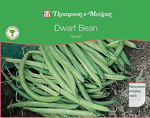 6 Giant Trailing Fuchsia Southgate Hanging Basket Patio Plug Plants