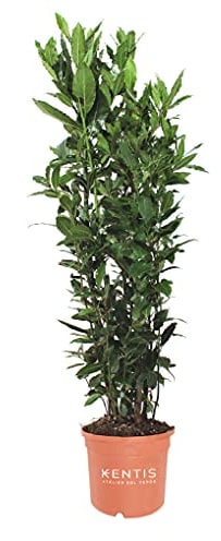 KENTIS - Laurus Nobilis Plante de Laurier - Vraies Plantes d'Extérieur - H 60-80 cm Pot de Ø 18 cm
