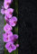 Stickers muraux déco Zen: orchidée Bambou Dimensions 40x59cm