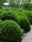 Buchsbaum 80-100 cm. 3 Buxus Pflanzen. Buchsbaum Hecke: immergrün & winterhart