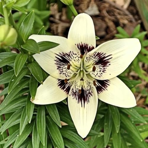 Lilium martagon zwiebeln,winterharte,lilien deko,lilien im topf,lilie riesen,lilie,lilien zwiebeln forever susan,duft lilien,lilien knollen,lilien zwiebeln winterhart mehrjährig.-2 zwiebeln-B