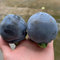 Acquista semi resistenti all'albero di cachi - Budino al cioccolato Black Sapote - sementi biologiche, sementi di antiche varietà, siepi, cespugli Semi di cachi neri, semi di kaki, 10pcs