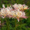 bulbi di giglio ragno - lycoris radiata piantatrice da fiore, fiori primaverili rossa fiori, balcone piante resistenti per il giardino 10pcs