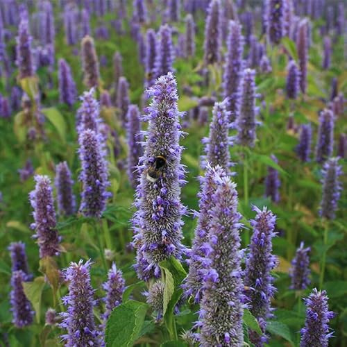 Anis Duftnessel Agastache foeniculum - HYSSOP 5+ Samen Seeds F 218