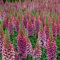 Foxglove Plug Plants, Hardy Garden Plants, Summer Flowering, Woodland Gardens, Bee Friendly Flowers, Gardens & Patios, 5 x Foxglove Candy Mountain Plug Plants by Thompson & Morgan (5)
