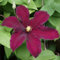 Clematis Hybrid - Clematis Hybrida Flower Seeds, 10 Seeds Home Garden Seeds ing by Heavy Torch, Niobe: Only Seeds