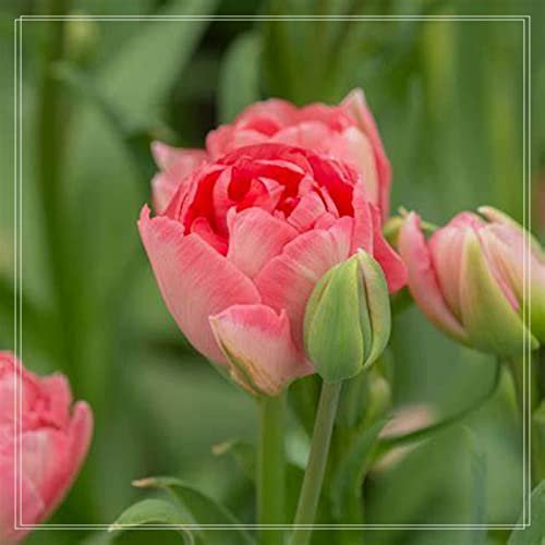 Tulpen zwiebeln Winterhart, Süß Und Charmant Tulpenzwiebeln, MehrjäHrig Mix MehrjäHrigTulpenzwiebeln Zum Pflanzen Im FrüHjahr, FrüHling Pflanze Topfpflanzen Herbst, Blumenzwiebeln,-20zwiebelns-C