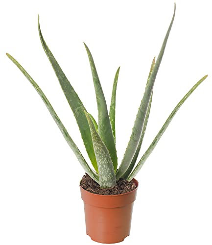 Aloe Vera Large Indoor Exotic House Plant Real Evergreen Tall Plants at Home (30-40cm (Incl. Pot))