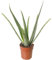 Aloe Vera Large Indoor Exotic House Plant Real Evergreen Tall Plants at Home (30-40cm (Incl. Pot))