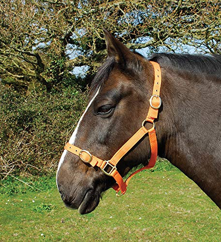 Rhinegold 0 Nylon Headcollar-Cob-Tangerine Halfter