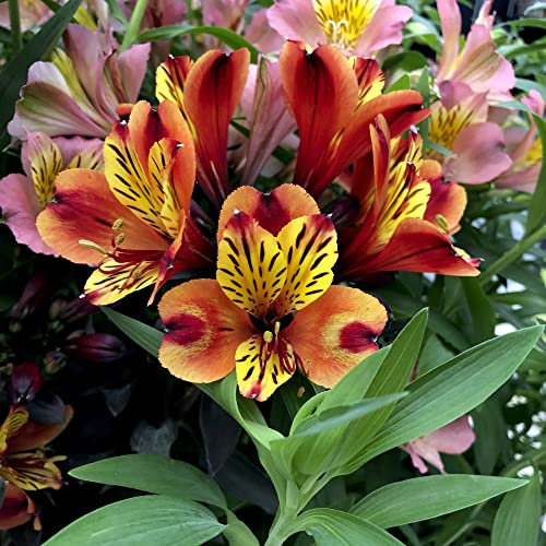 Peruvian Lily Alstroemeria Plants 'Indian Summer' Compact Hardy Perennial Tropical Orange and Yellow Blooms Easy to Grow Your Own Exotic Garden Flowers 6X Jumbo Plug Plants by Thompson & Morgan