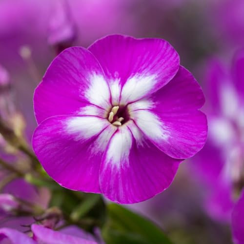 Garden Phlox 'Laura'. Plug Plant x 4. Fragrant Perennial Flowers. Ideal for Cutting & Cottage Garden. Available from Bedwen Plants