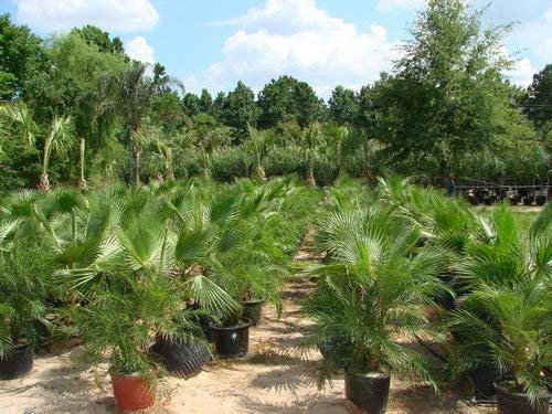 New Palm, CALIFORNIA Palma, Washingtonia filifera, 20 Semi!