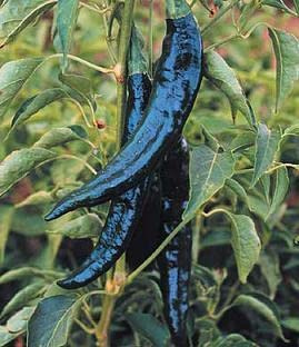 Pepper Joe’s Pasilla Pepper Seeds ­­­­­– Pack of 10+ Mild Chili Pepper Seeds – USA Grown ­– Premium Non-GMO Pasilla Seeds for Planting in Your Garden