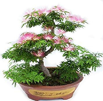 CUSHY Albizia Julibrissin Bonsai Seeds - Rare Persian rosa Blüten-Blumen - Seidenbaum Mimosa - 20 Samen