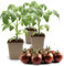 FLORTUS Cocktailtomatenpflanze Black Cherry | 3 Pflanzen | Tomaten Pflanzen für Balkon und Garten | Tomatenpflanzen im Topf | 9 x 9 cm | Tomaten Jungpflanzen