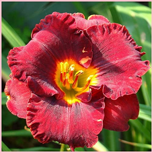 Hemerocallis bulbi,bulbi di Hemerocallis,Daylily,resistente, facile da sopravvivere