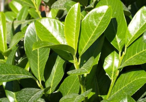 Direct Plants Cherry Laurel Evergreen Hedging Plants Large 3-4ft Tall, Supplied in 3 Litre Pots