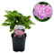 Hortensie - Hydrangea macrophylla Pink - Blüte Rosa - 1 Pflanze - Laubabwerfend - Wenig Pflege - 30cm - Ø18cm - Gartenpflanze