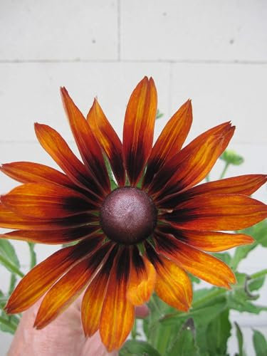 Rudbeckia hirta - Sunbeckia Big Smile Smiley - Sonnenhut Big Smile Smiley