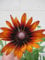 Rudbeckia hirta - Sunbeckia Big Smile Smiley - Sonnenhut Big Smile Smiley