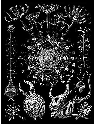 Wee Blue Coo Nature Biology Ernst Haeckel Sea Creature Germany Biology Art Print Poster Wall Decor Kunstdruck Poster Wand-Dekor-12X16 Zoll