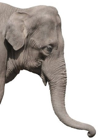 Apalis Fenstersticker Fensterfolie Elefant Fensterbilder HxB: 30 x 21cm
