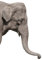Apalis Fenstersticker Fensterfolie Elefant Fensterbilder HxB: 30 x 21cm
