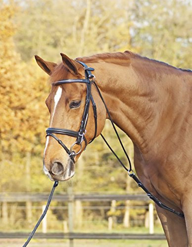 Busse