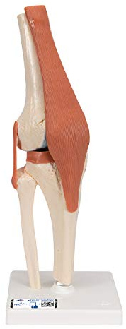 3B Scientific A82/1 Deluxe Funktionsmodell des Kniegelenks + kostenlose Anatomie-Software - 3B Smart Anatomy (evtl. nicht in deutscher Sprache)