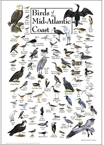 Earth Sky & Wasser Poster – Birds of The midatlantic Coast