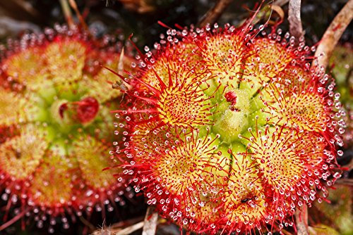 Drosera Sessilifolia 10 Samen,Fleischfressende Pflanze, Sonnentau