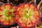 Drosera Sessilifolia 10 Samen,Fleischfressende Pflanze, Sonnentau