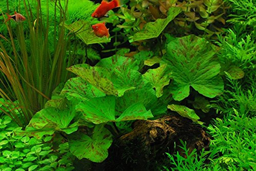 Nymphaea Lotus VAR. Viridis Lebendige Aquarienpflanze