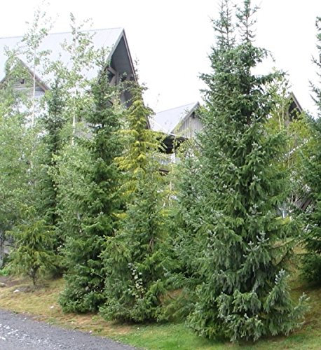 Mueller Muenchehof Pflanzen GmbH Serbische Fichte im 25er Bündel - 4 jährig