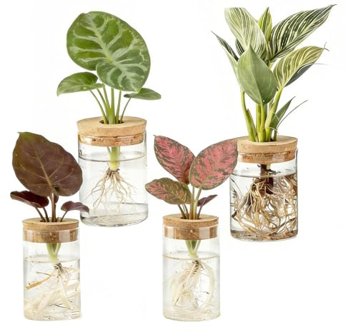 GAESHOW Lot de 4 stations de propagation de plantes, terrarium de bureau en verre avec plateau et couvercle en bois, pot de fleurs en verre transparent pour plantes hydroponiques, café, décoration de