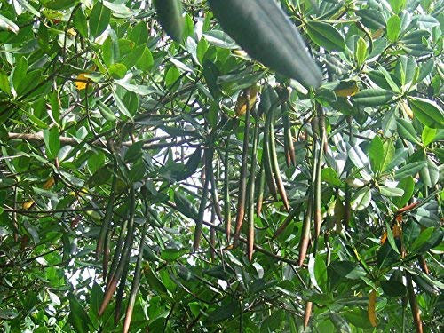 Green Future Pflanzenhandel Rote Mangrove Rhizophora mangle Pflanze 15-20cm Mangrovenbaum Rarität