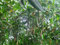 Rote Mangrove Rhizophora mangle Pflanze 15-20cm Mangrovenbaum Rarität