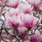 Magnolia giapponese Magnolia soulangeana pianta in vaso ø13 cm h 50/80 cm Vivaio di Castelletto