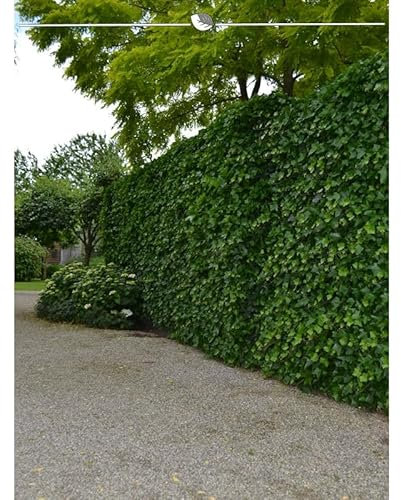 Irischer Efeu 175-200 cm im Topf. Angebot: 20 Hedera immergrüne Kletterpflanzen