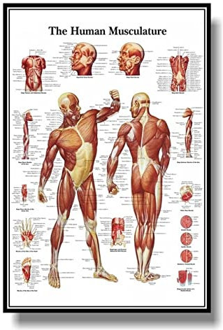 1 stück Muskulatursystem Anatomisch Poster Muskulatur Anatomie-Diagramm Anatomisches Diagramm Menschliches Körper Pädagogisches for Human Anatomie Poster (Farbe : Q1308, Größe : 30x40cm no Frame)