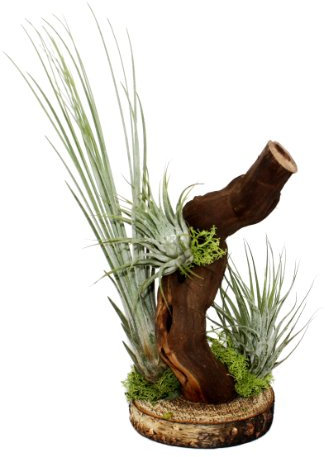 Exotenherz - Tillandsia en raíz de árbol - 3 plantas
