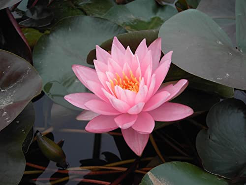 Nymphaea odorata 'Rosennymphe' ca. 11x11 cm Topf - Duft-Seerose, rosa Blüten, Blütezeit Juni-September, ideal für Teiche, duftend, pflegeleicht