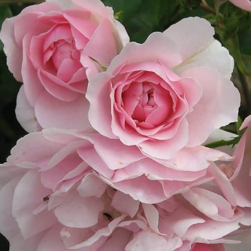 2x Rosier à massif 'Bonica'® - Rosa 'Bonica' ® - C1_3