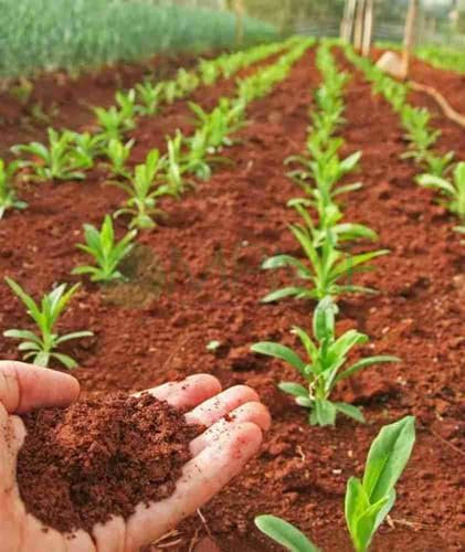 Terreno rosso per piante grasse e piante, terreno laterite