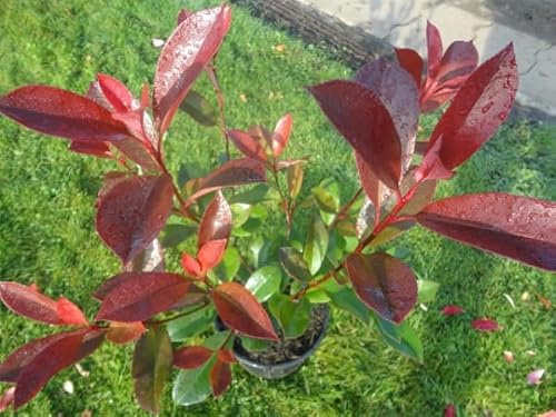 Glanzmispel Red Robin - Photinia fraseri - 40-60cm