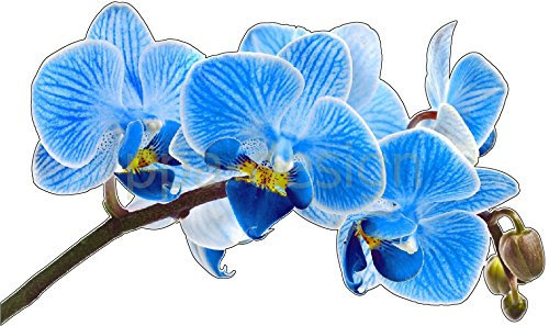 PPA DESIGN Sticker Autocollant Mural Nature Fleur Orchidée Bleu - SAD1027 (Largeur 20cm)