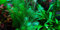 Mayaca fluviatilis - 1 Bouquet - Plante Vivante pour Aquarium